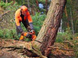 Best Tree Maintenance Programs  in Edgeworth, PA