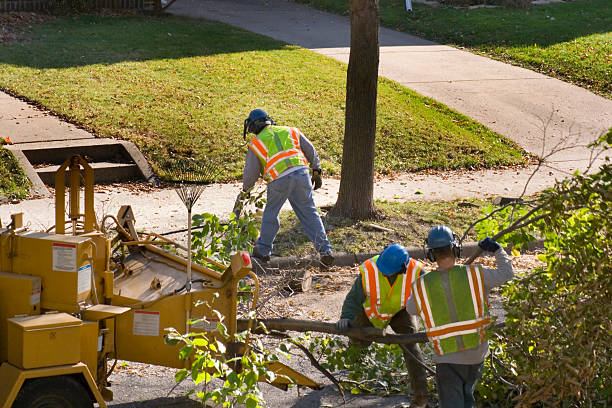 Why Choose Our Tree Removal Services in Edgeworth, PA?